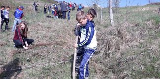 Elevii Școlii Gimnaziale Logrești, la plantat de salcâmi în Bustuchin