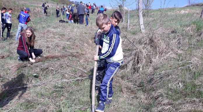 Elevii Școlii Gimnaziale Logrești, la plantat de salcâmi în Bustuchin