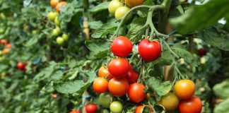 16 cultivatori de tomate vor subvenţii de la Direcţia Agricolă Gorj