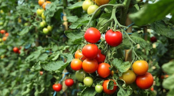 16 cultivatori de tomate vor subvenţii de la Direcţia Agricolă Gorj