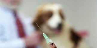 DSV Gorj cumpără vaccinuri de 255 mii de lei