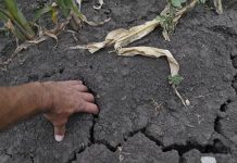 Agricultura pe înţelesul tuturor – Vine vara secetoasă – Cum să ne protejăm culturile de câmp