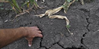 Agricultura pe înţelesul tuturor – Vine vara secetoasă – Cum să ne protejăm culturile de câmp