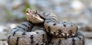 Angajat al Uzinei Mecanice Sadu, atacat de o viperă în atelier