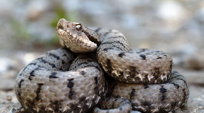 Angajat al Uzinei Mecanice Sadu, atacat de o viperă în atelier
