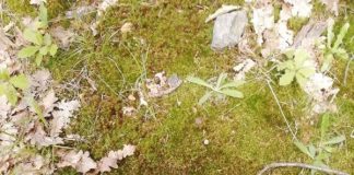 Proiectile din Primul Război Mondial, găsite la Bumbești-Jiu