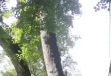 Strategie de campanie, trasată cu lăutari!!! – Constantinii de la Cariera Roșiuța au făcut chef la Cula Glogovenilor! Directorul unității miniere, printre sărbătoriți