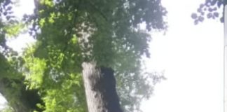 Strategie de campanie, trasată cu lăutari!!! – Constantinii de la Cariera Roșiuța au făcut chef la Cula Glogovenilor! Directorul unității miniere, printre sărbătoriți