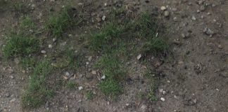 DOSARUL BRACONIERILOR! – O plasă cu căpățâni de căprioară, intrate în putrefacție, aruncate în curtea unui localnic din Licurici! Poliția de la Târgu-Cărbunești face cercetări