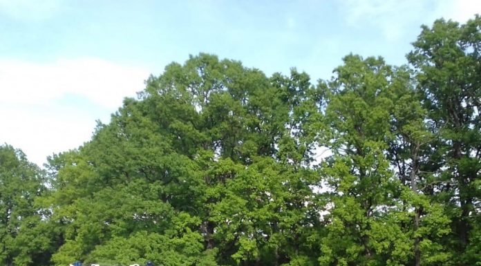 FOTO: Accidentul de la Câlnic, provocat de o șoferiță începătoare