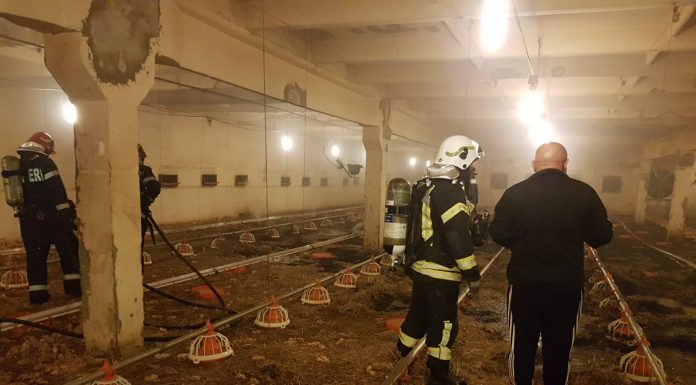 FOTO/ VIDEO: 16.000 de pui de o zi au murit într-un incendiu izbucnit la o hală