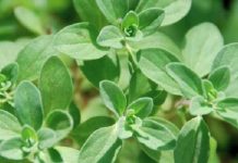 Măghiran (Majorana hortensia) – beneficii şi proprietăţi