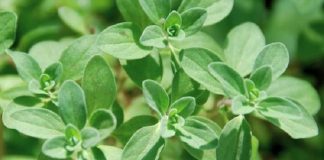 Măghiran (Majorana hortensia) – beneficii şi proprietăţi
