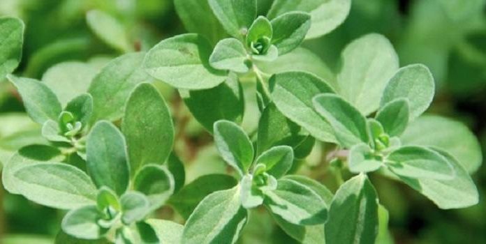 Măghiran (Majorana hortensia) – beneficii şi proprietăţi