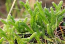 Pedicuţa (Lycopodium clavatum) – beneficii şi proprietăţi