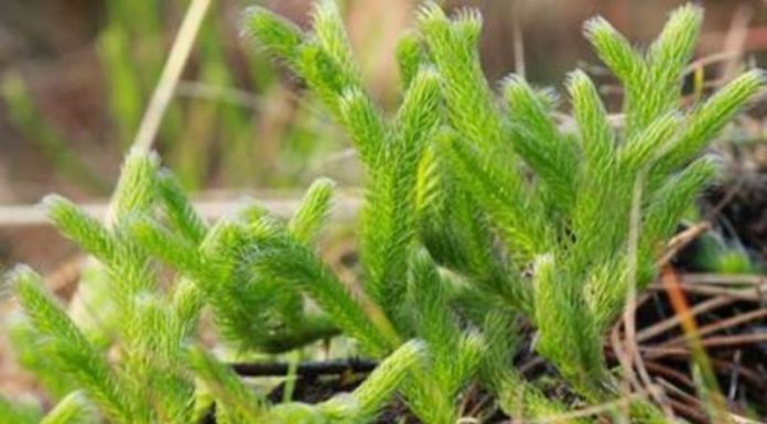 Pedicuţa (Lycopodium clavatum) – beneficii şi proprietăţi