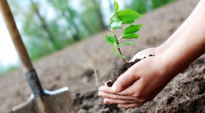 Prelungiri pentru depunerea cererilor de sprijin pe două măsuri, la APIA Gorj