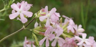 Săpunărița (Saponaria officinalis) – beneficii și proprietăți