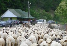 Începe Transhumanţa