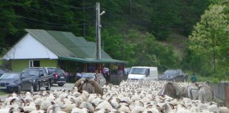 Începe Transhumanţa