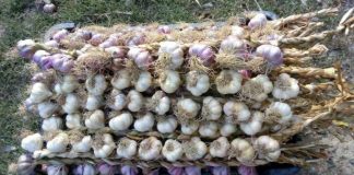 Trei cultivatori de usturoi din Gorj, în cursa pentru 3.000 de euro