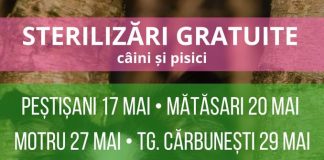 Campanii de sterilizări pentru patrupede în mai multe localități din județ