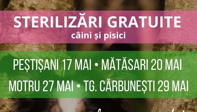 Campanii de sterilizări pentru patrupede în mai multe localități din județ