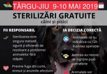 Campanie de sterilizări gratuite, la Târgu Jiu