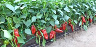 Olanda caută culegători de ardei