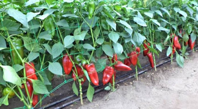 Olanda caută culegători de ardei