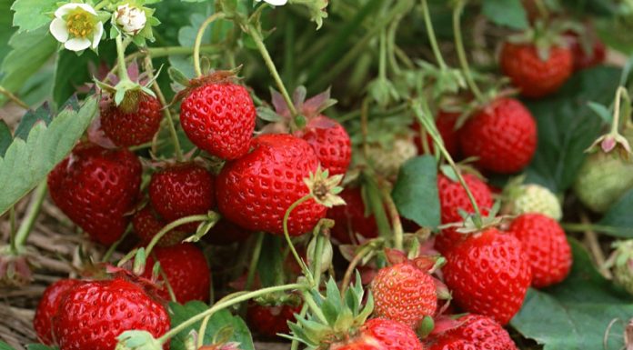 Olanda recrutează culegători de căpșune