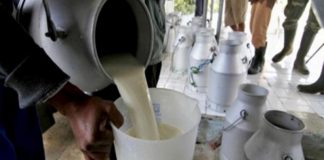 Centru de prelucrare a laptelui din Stănești, închis de inspectorii sanitar-veterinari