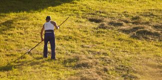 Agricultura pe înțelesul tuturor – Graficul lucrărilor agricole în luna iunie