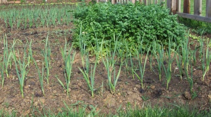 Agricultura pe înțelesul tuturor – Vine vara secetoasă, Cum să ne protejăm culturile de legume