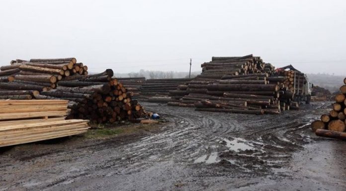 Controale la depozite de material lemnos din Peștișani