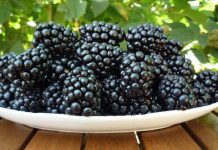 Comuna Roșia de Amaradia, gazda Festivalului Murelor