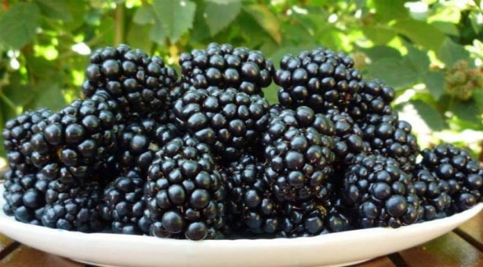 COVID-19 amână Festivalul Berry Fest pe perioadă nedeterminată