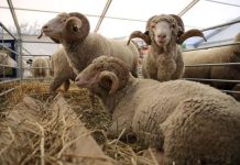 Ajutor de stat pentru 80 de crescători de animale