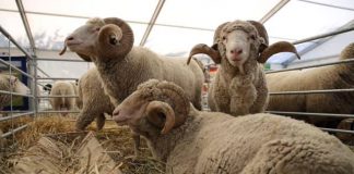 Ajutor de stat pentru 80 de crescători de animale