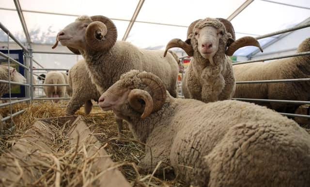 Ajutor de stat pentru 80 de crescători de animale