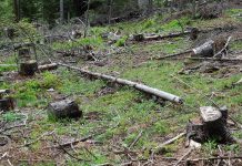 Gărzile forestiere se mută în judeţe