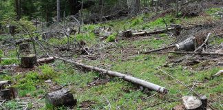 Gărzile forestiere se mută în judeţe