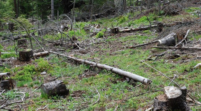 Inspectorul pădurii, repus în funcțiune