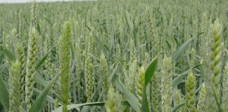 Agricultura pe înțelesul tuturor – Erbicidarea cerealelor păioase în primăvară ploioasă