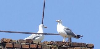 Observatorul citadin – Virtuozitate aeriană