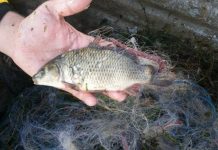 Plasele braconierilor, puse pe foc