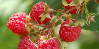 Zmeurul (Rubus idaeus) – beneficii şi proprietăţi