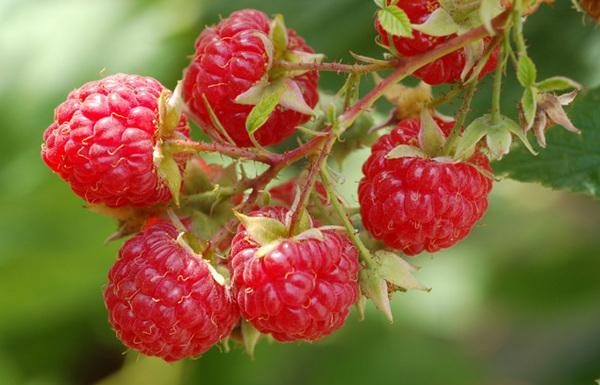 Zmeurul (Rubus idaeus) – beneficii şi proprietăţi