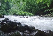 Pe Șuşiţa Verde gorjeană în lumea salamandrelor