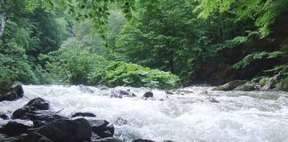 Pe Șuşiţa Verde gorjeană în lumea salamandrelor